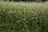 Buckweat for green manure in an organic garden