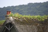 Ridge of a roof cottage in Normandy France