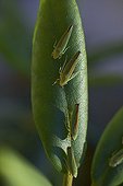 Rhododendron leafhopper on a sheet of Rhododendron ; Leafhoppers are vectors of disease in rhododendron.