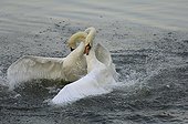 Turf war between swans (Cygnini)