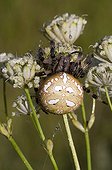 Four Spot Orb Weaver (Araneus quadratus), female, Riedener Lake, Lech Valley, Ausserfern, Tyrol, Austria, Europe