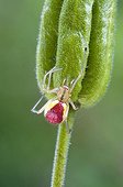 Candy-stripe Spider (Enoplognatha ovata), female, Schwaz, Tyrol, Austria, Europe