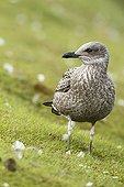 Juvenile Lesser Black-baccked Gull  Iceland