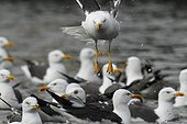 Group of Lesser Black-backed Gull Iceland