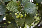 Green fruit of Common Whitebeam Pyrenees France 