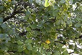 Foliage and Green fruit of Common Whitebeam Pyrenees France 