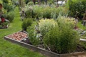 Aromatic plants in an organic garden ; Common rue 'Variegata'