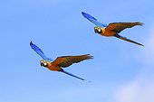 Two Blue-and-yellow macaw flying France