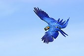 Blue-and-yellow macaw in flight France