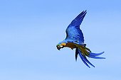 Blue-and-yellow macaw in flight France