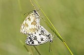 Coupling Half Mourning on a grass stem France