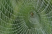 Mangore small bottle on its web covered with dew 