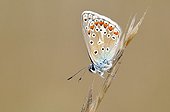 Chalk-hill Blue on a grass Causse Martel in the Lot France