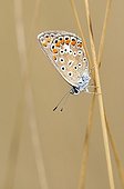 Common Blue on a stem Causse Martel in the Lot France