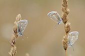 Group of Common Blue in summer Causse Martel France
