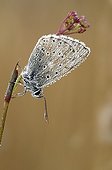 Butterfly cover of morning dew on the Causse Martel