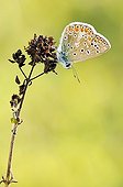 Common Blue placed on a rod in the Causse Martel Lot France