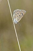 Large Blueresting on a stalk of grass France