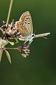 Brown Argus in summer on a plateau Correze France
