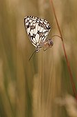 Marbled White butterfly preparing to spend the night France