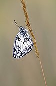Marbled White butterfly on a grass in summer France