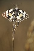 Marbled White butterfly in summer France