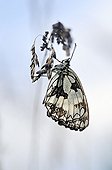Marbled White butterfly in summer France