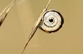 Small snail on a grass Causse of Martel in the Lot France