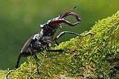 Greater Stag Beetle male walking on a branch of Oak France