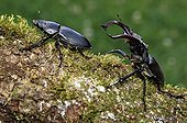 Greater Stag Beetles walking on a branch of Oak, France ; The male pursues the female 