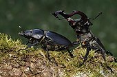 Greater Stag Beetles walking on a branch of Oak France ; The male pursues the female 