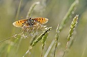 Heath Fritillary on a grass in the spring France ; It warms in the sun