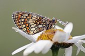 Heath Fritillary on a dewy daisy France