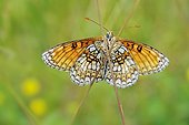 Heath Fritillary placed on two rods grass France ; It warms in the sun