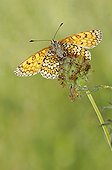 Glanville Fritillary warming morning sun France