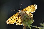 Glanville Fritillary warming morning sun France