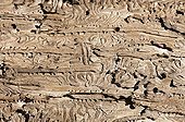 Stock larvae under bark beetles France 