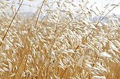 Ears of oats in the wind France