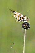 Spotted fritillary foraged by hoverflies Causse de Martel