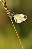 Wood White put on a grass France