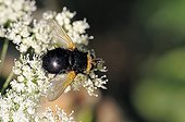 Tachinid placed on a plateau on umbelliferous France