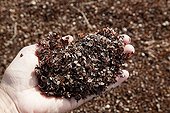 Buckwheat pods used for mulching in an organic garden