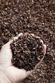 Buckwheat pods used for mulching in an organic garden