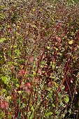 Buckwheat used as green manure in an organic garden