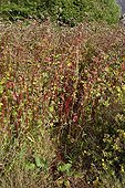 Buckwheat used as green manure in an organic garden