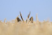 Roe deer in a grain field in summer Hesse Germany