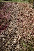 Buckwheat used as green manure in an organic garden ; After cutting