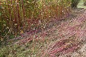 Buckwheat used as green manure in an organic garden ; After cutting