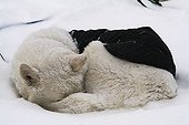 White curled up sleddog, sledge dog, snow covered, wearing insulating jacket, Mackenzie River Delta, Beaufort Sea, Northwest Territories, Canada, North America