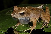 Grenouille gonflant son sac vocal Madagascar